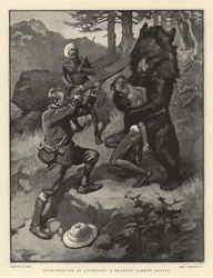 Bärenjagd in Kaschmir, eine knappe Flucht eines Treibers